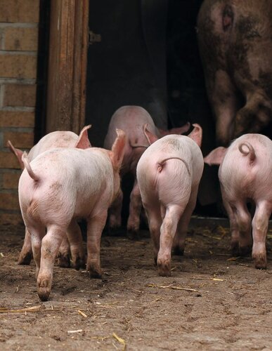 Ferkel mit Ringelschwanz laufen in ein Stallgebäude