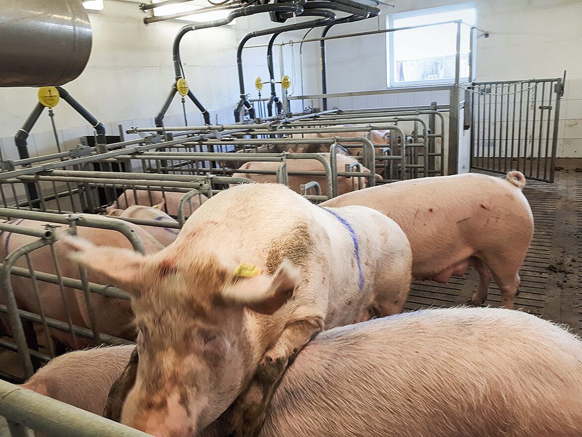 Eine Sau springt auf ein zweites Tier auf