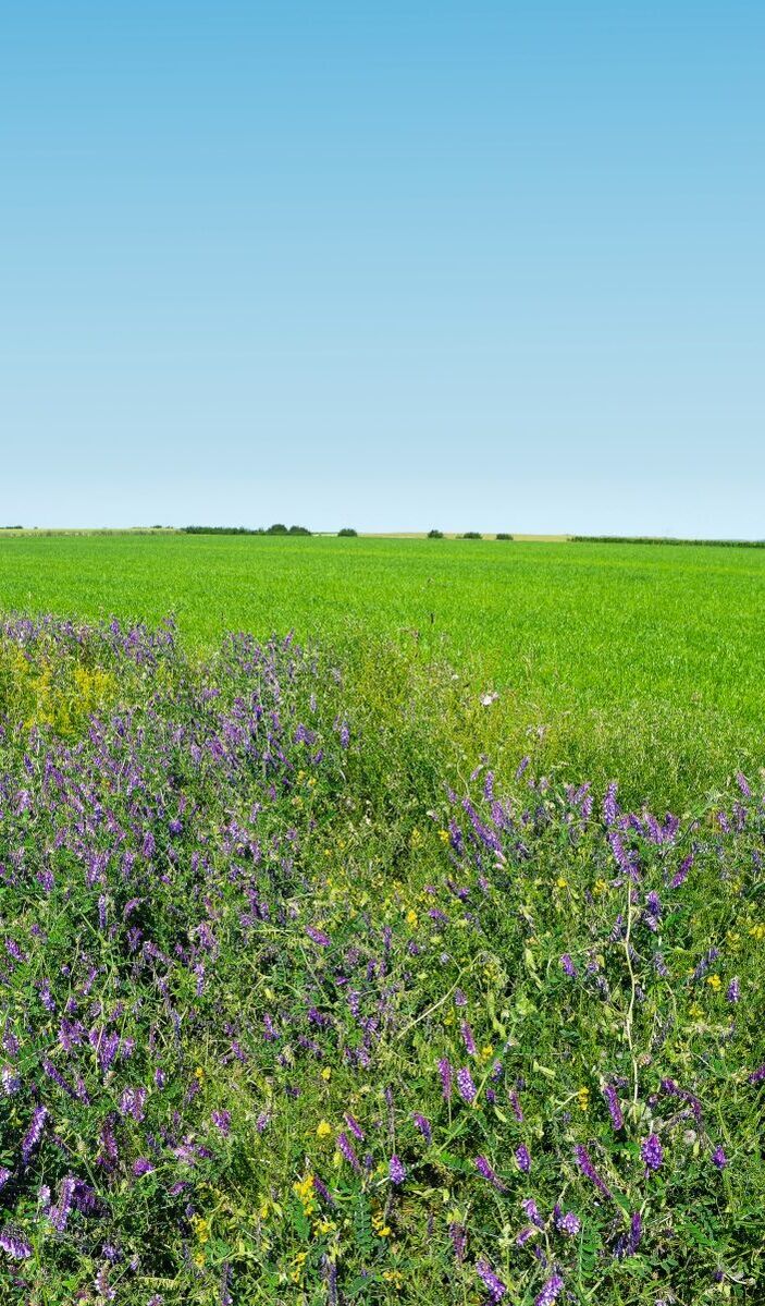 Blühstreifen am Feldrand