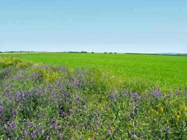 Blühstreifen am Feldrand