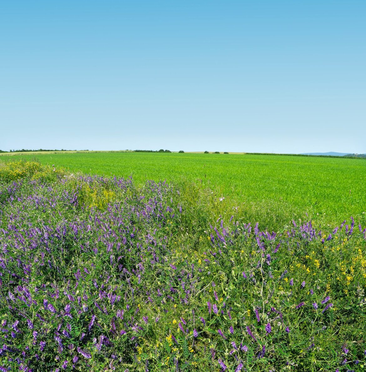 Blühstreifen am Feldrand