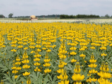 Gelbe Lupine 