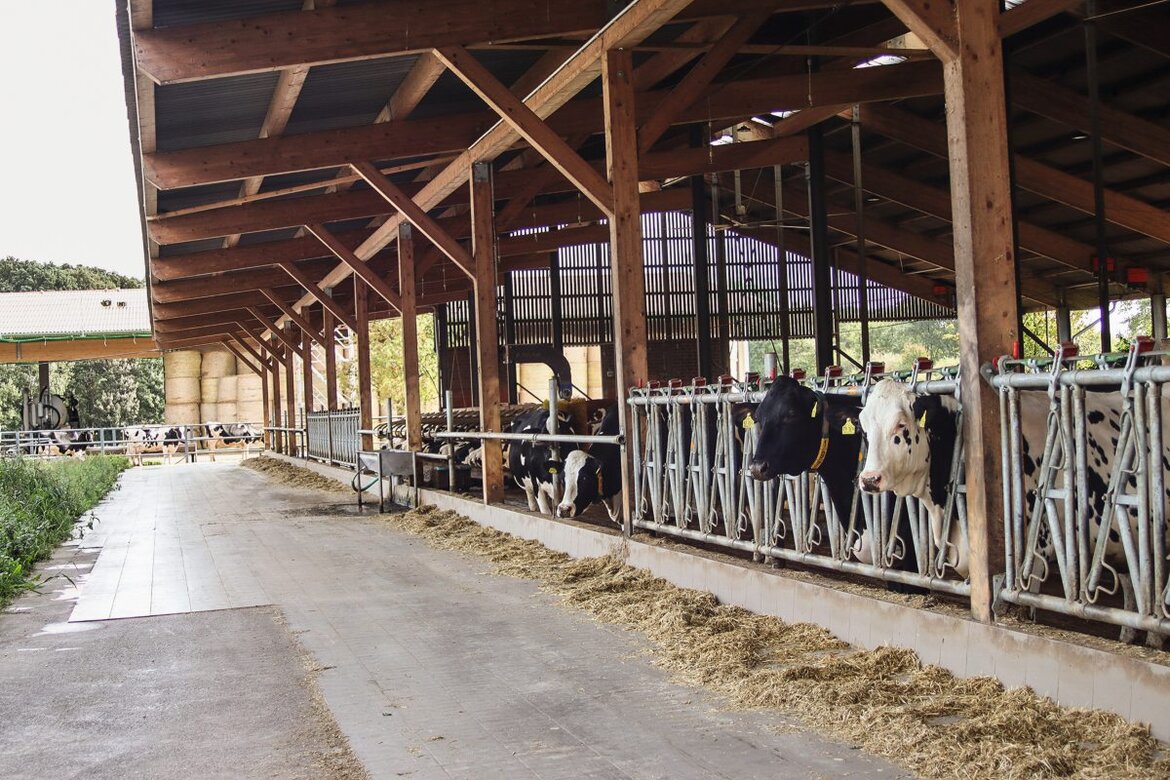 Milchviehstall