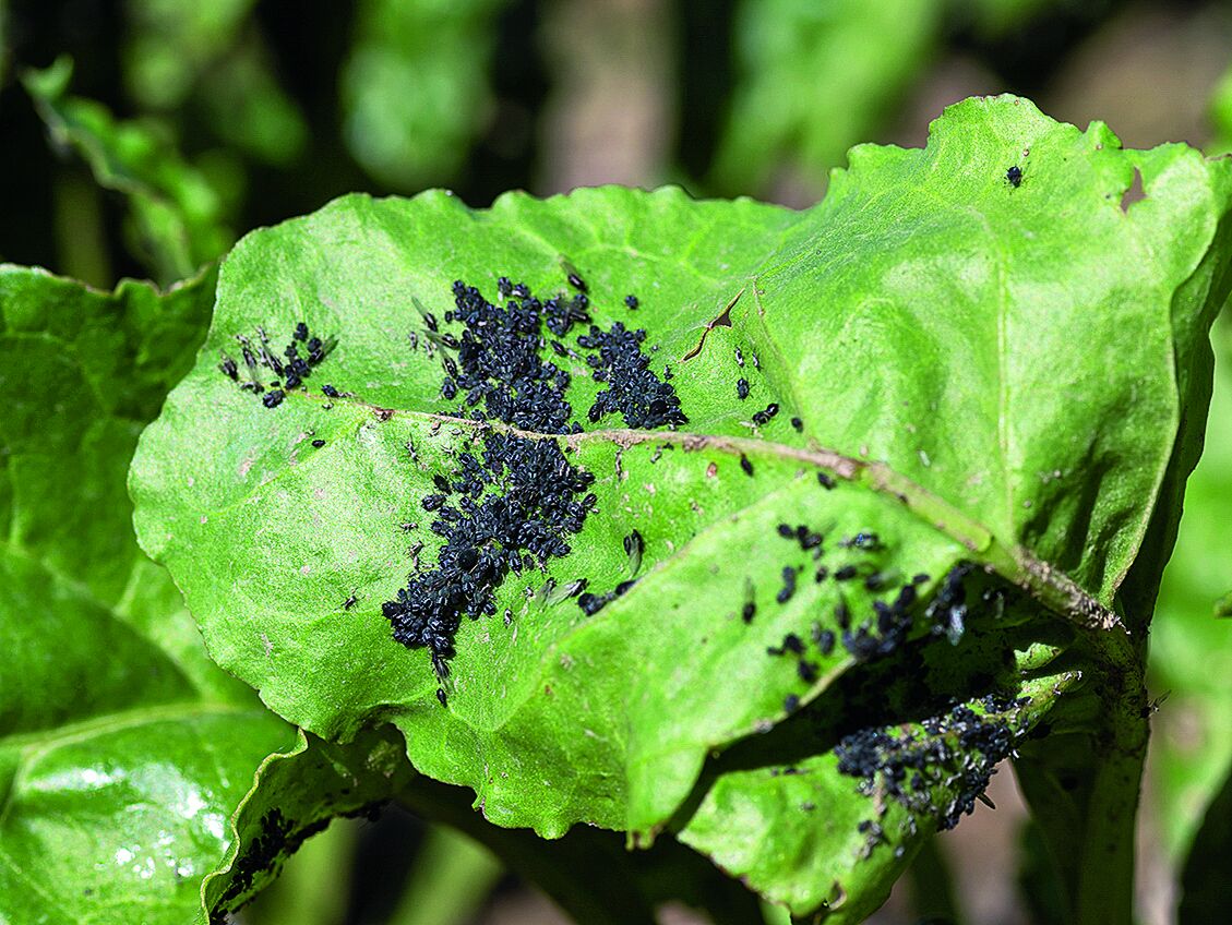 Ein grünes Blatt auf dem schwarze Läuse sitzen