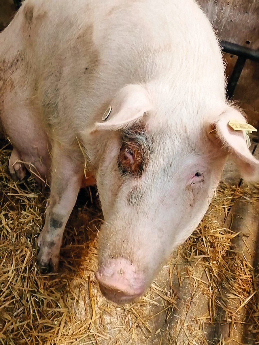 Schwein mit Hautveränderungen durch Zinkmangel