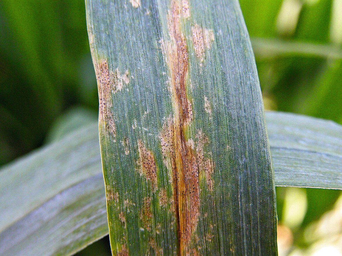 Septoria 