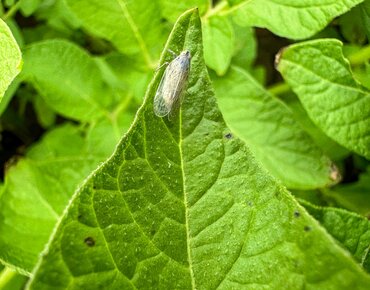 Schilfglasflügelzikade