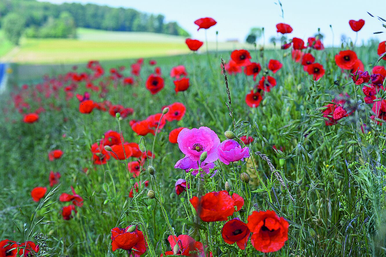 Ein Acker mit roten Mohnblumen