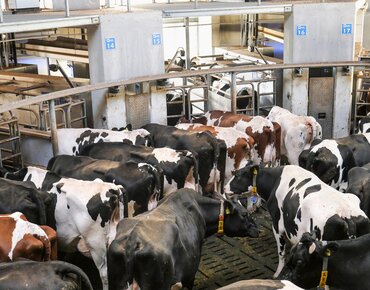 Kühe beim Batch-Milking warten vor den Melkrobotern
