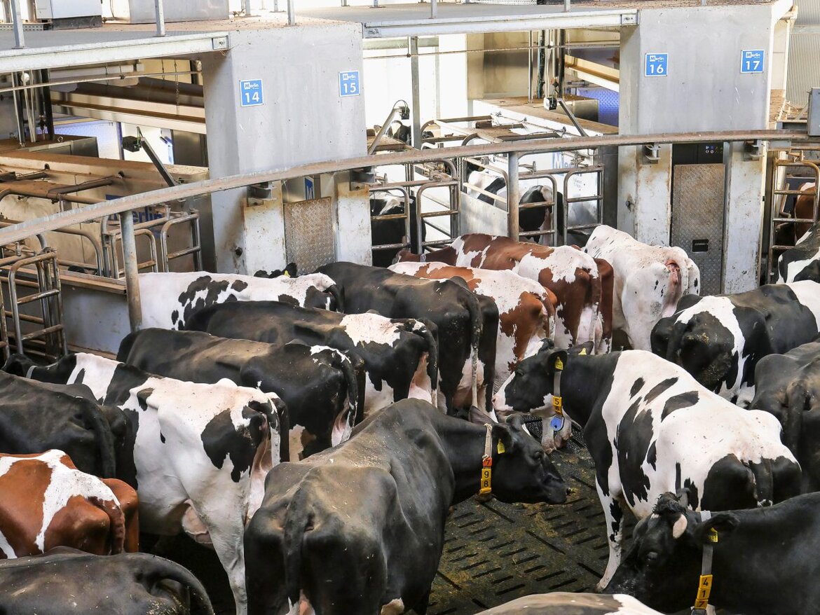 Kühe beim Batch-Milking warten vor den Melkrobotern