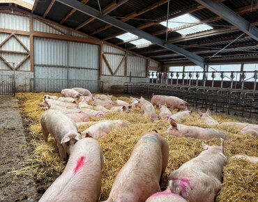 Sauen im Deckzentrum mit Stroheinstreu