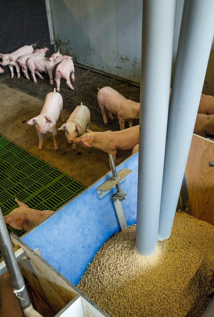 Futtertrog im Schweinestall