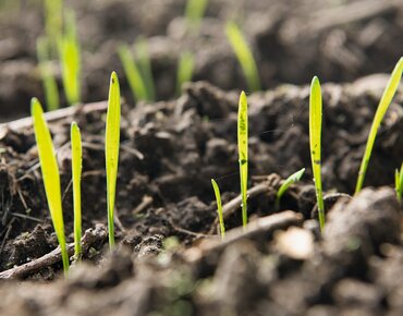 Junge Getreidepflanzen