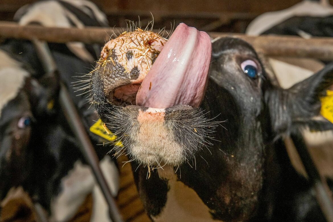 Nahaufnahme Kuh, die sich mit der Zunge über das Maul wischt