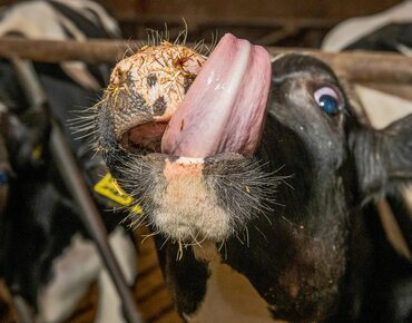 Nahaufnahme Kuh, die sich mit der Zunge über das Maul wischt