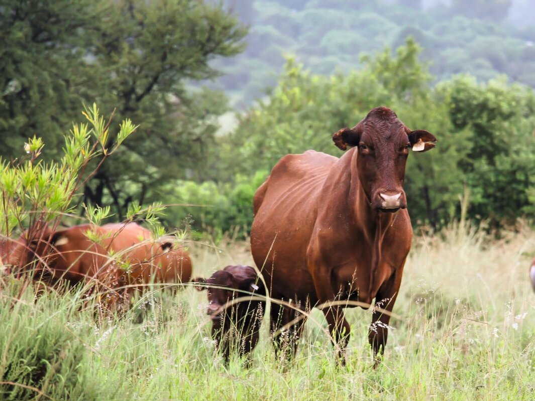 Rinder in Südafrika