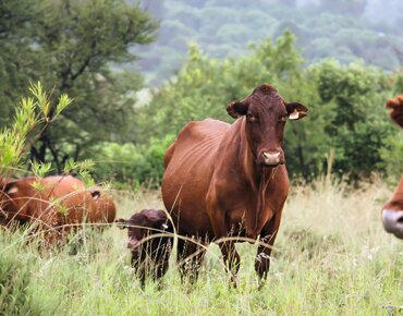 Rinder in Südafrika