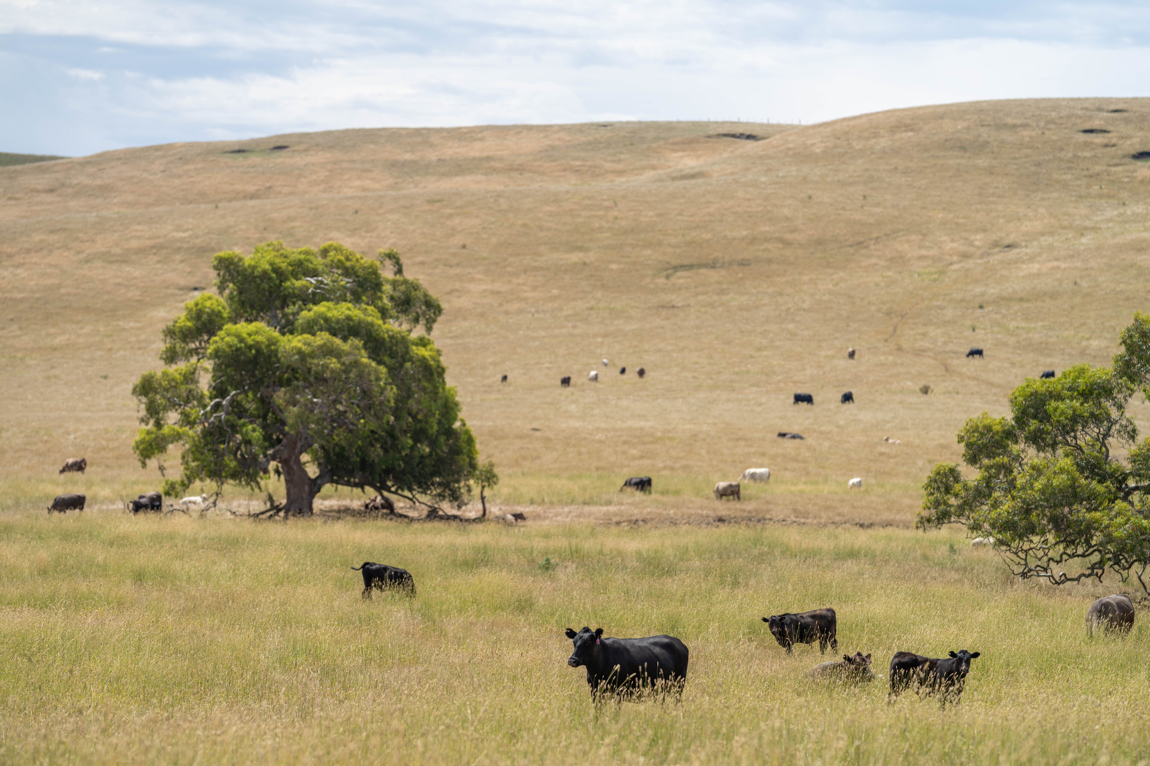 Fleischrinder in Australien