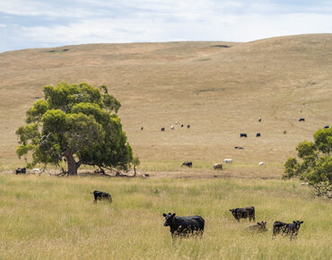 Fleischrinder in Australien