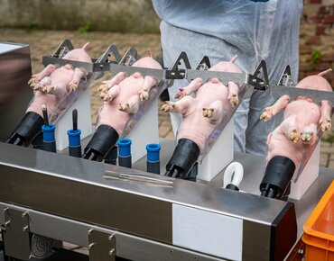 Ferkel werden zum Kastrieren in Narkose gelegt