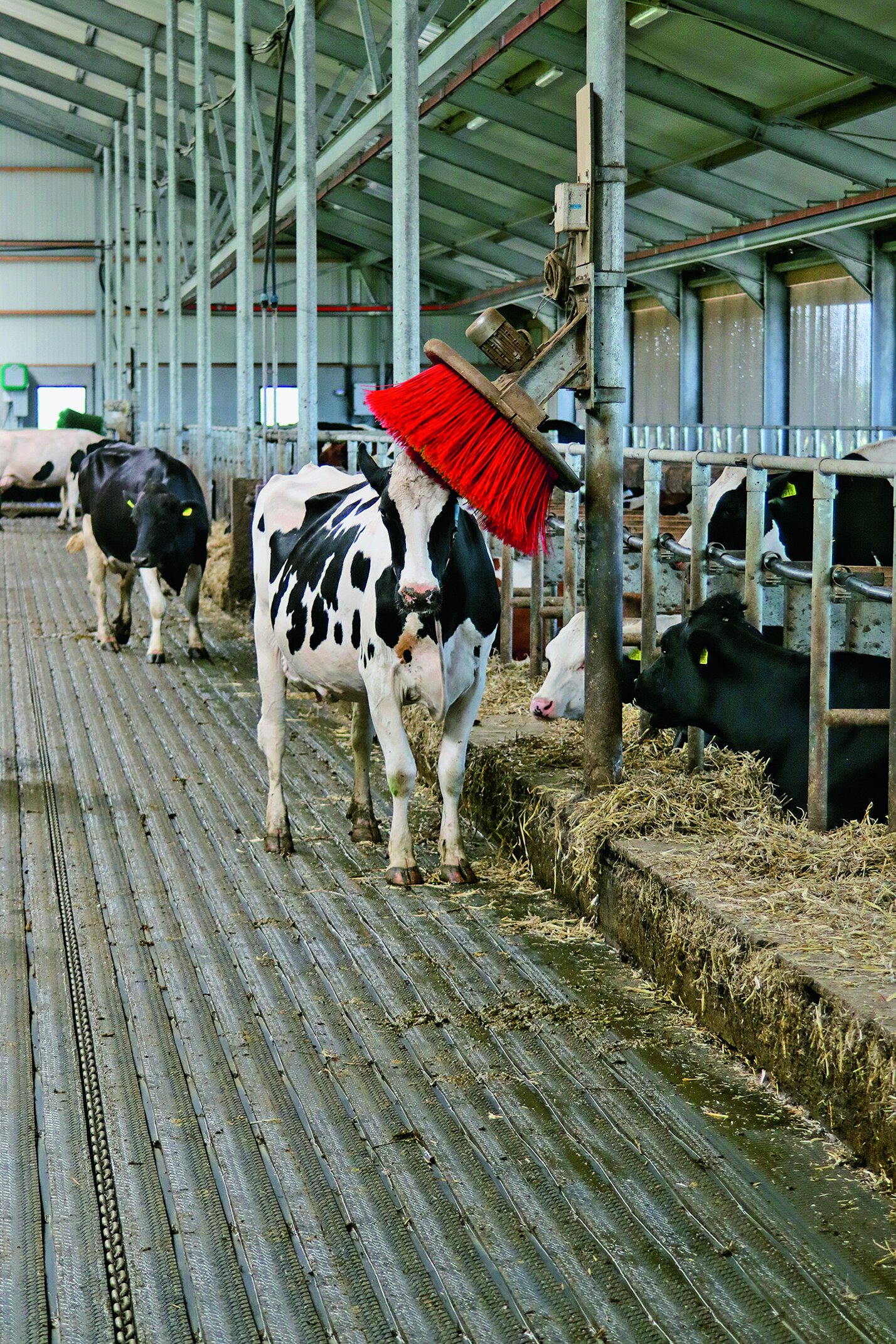 Eine Kuh im Stall an einer Kuhbürste. Der Stallboden reduziert Emissionen