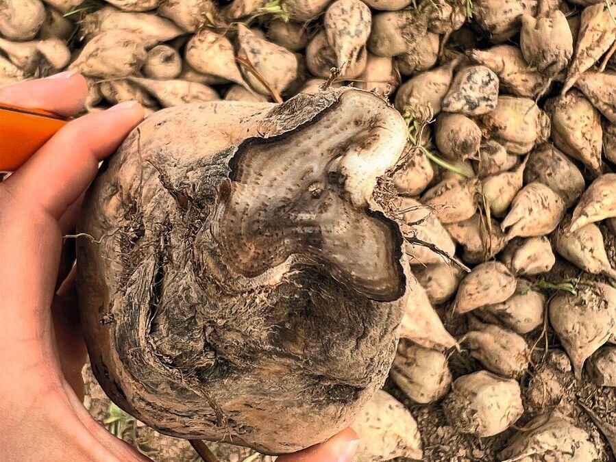 Zuckerrüben. »Ganz oben steht der Ertrag«