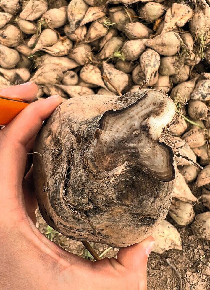 Faule Zuckerrübe durch RTD/Stolbur