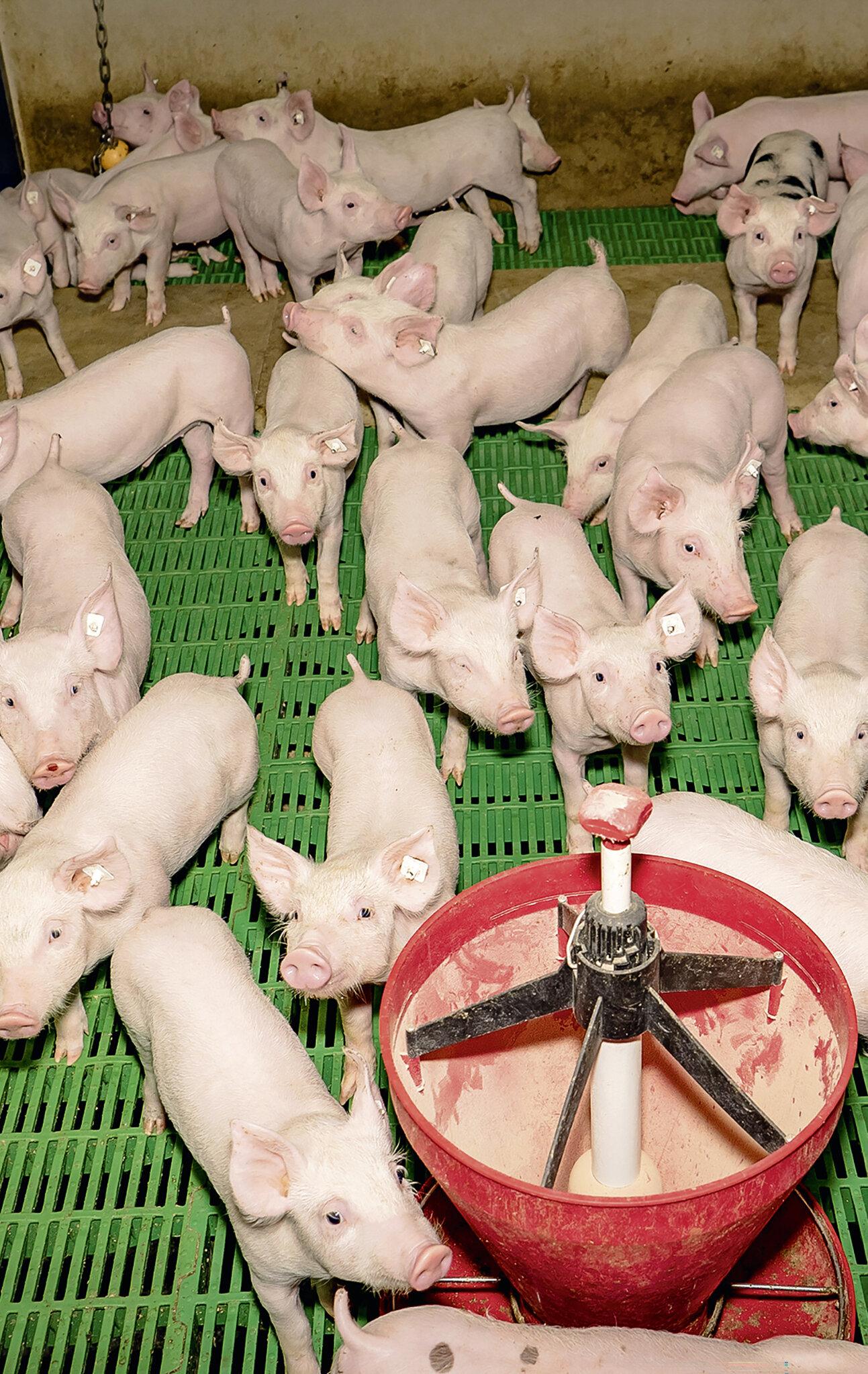 Ferkel im Stall auf Kunststoffspalten