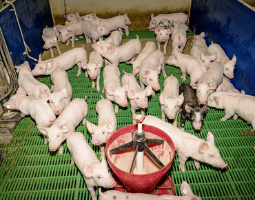 Ferkel im Stall auf Kunststoffspalten