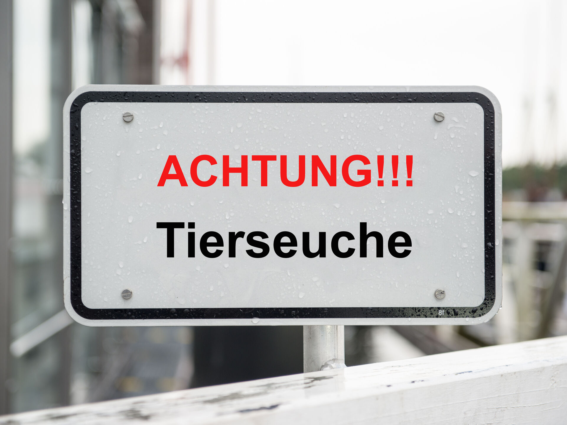 MKS. Deutschland gilt wieder als MKS-frei