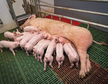 Sau in Abferkelbucht beim Säugen
