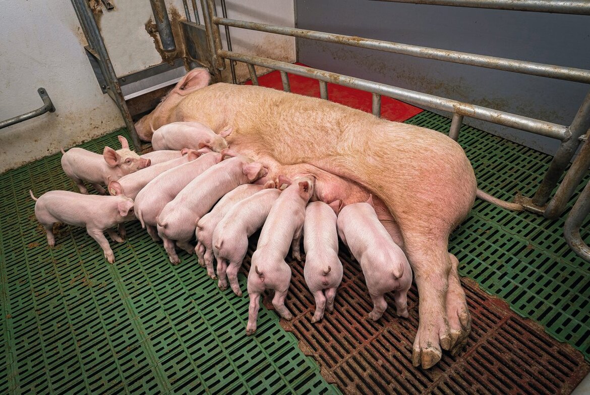Sau in Abferkelbucht beim Säugen