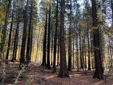 Bäume im Wald 