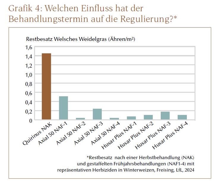 Welsches Weidelgras 