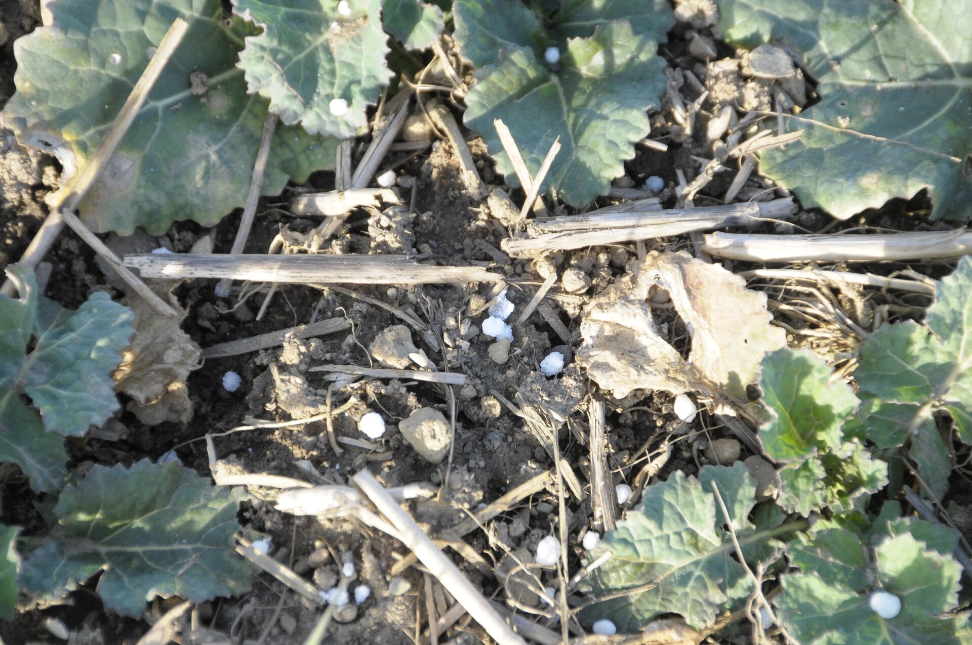 Düngerkörner liegen im Herbst zwischen den Pflanzen