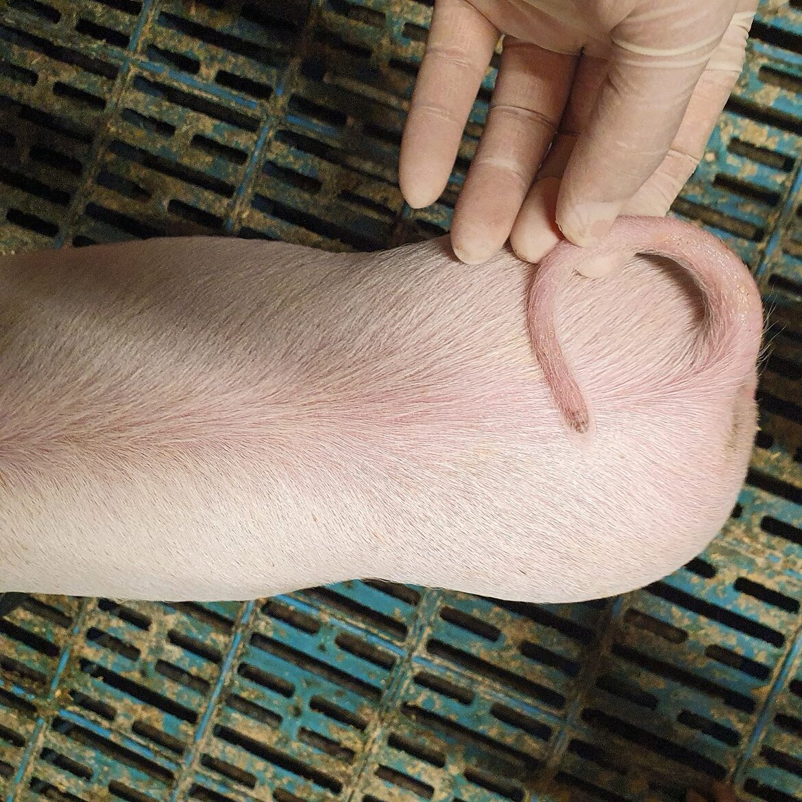 Ferkel mit Nekrose am Ringelschwanz