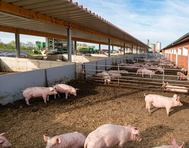 Schweine im Auslauf