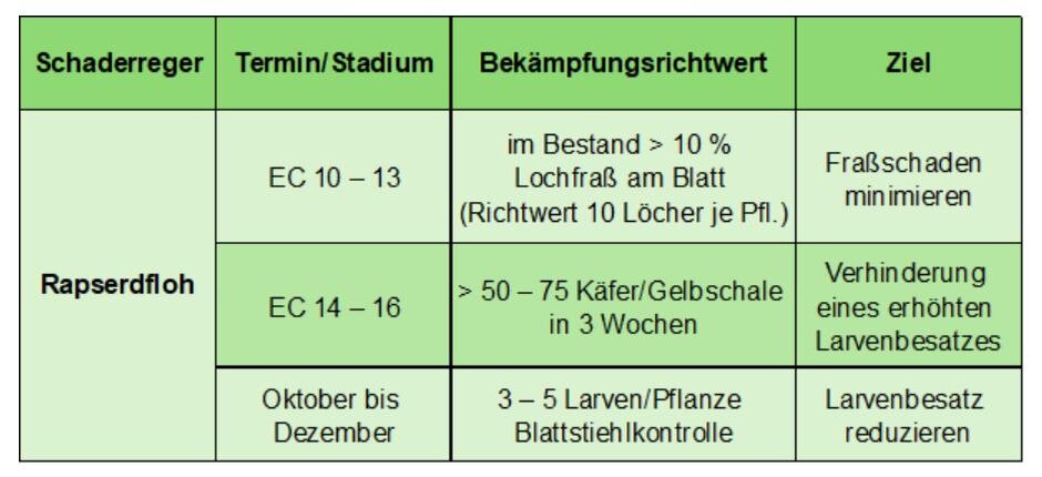 Schadschwellen des Rapserdflohs