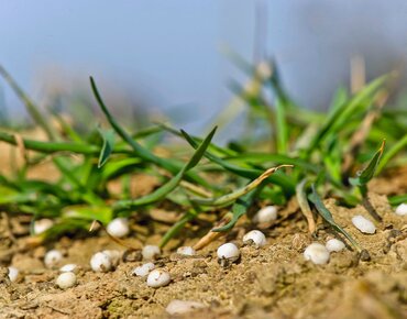 Mineraldünger in der Gerste