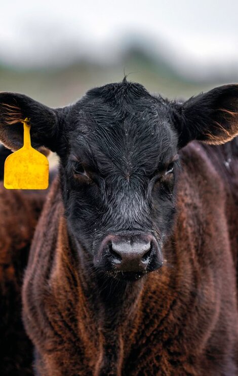Kälber aus Beef on Dairy