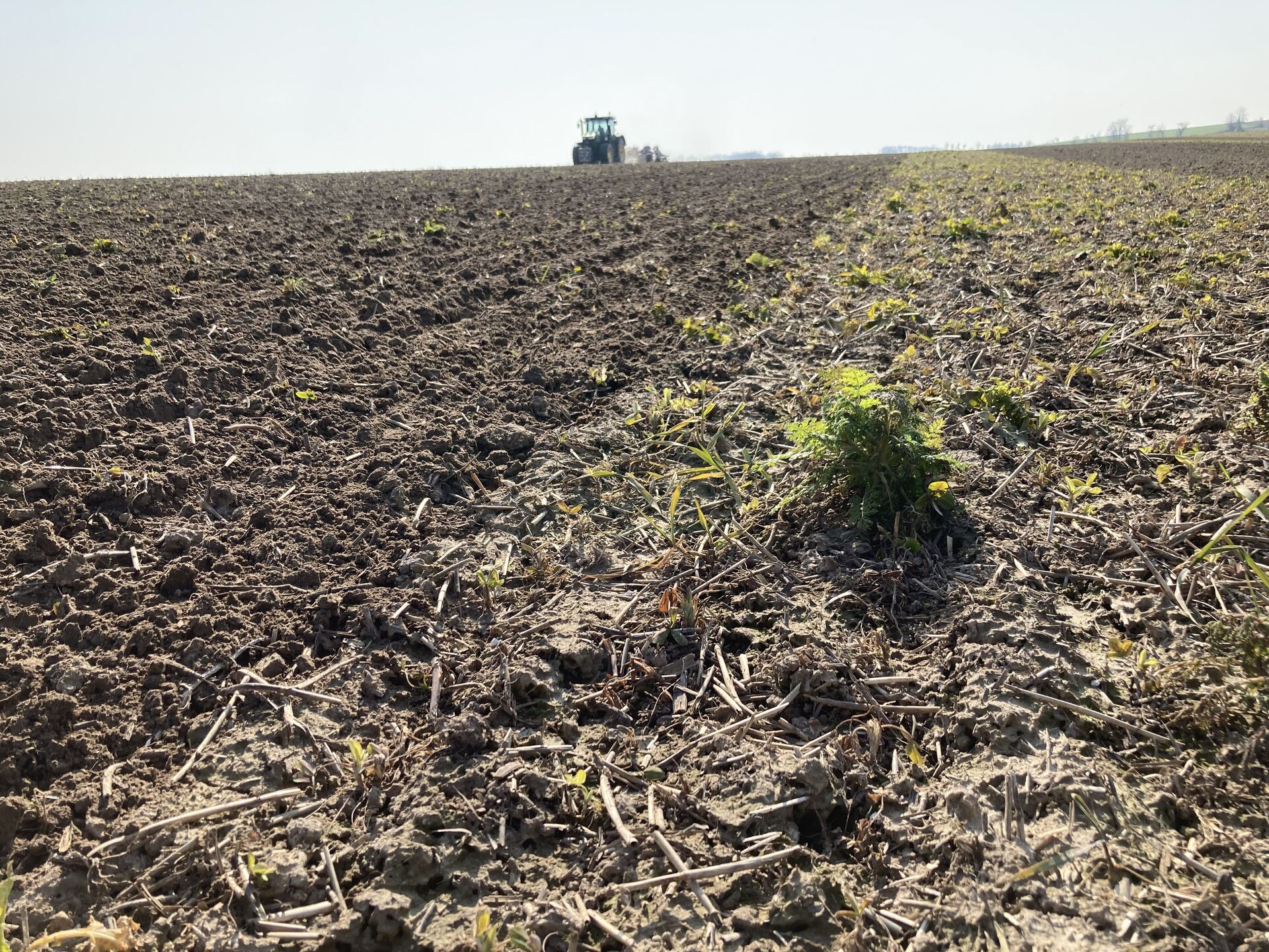 Sommerungen. Zwischenfruchtmanagement und Bodenbearbeitung