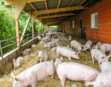 Schweinestall mit Auslauf auf Stroh