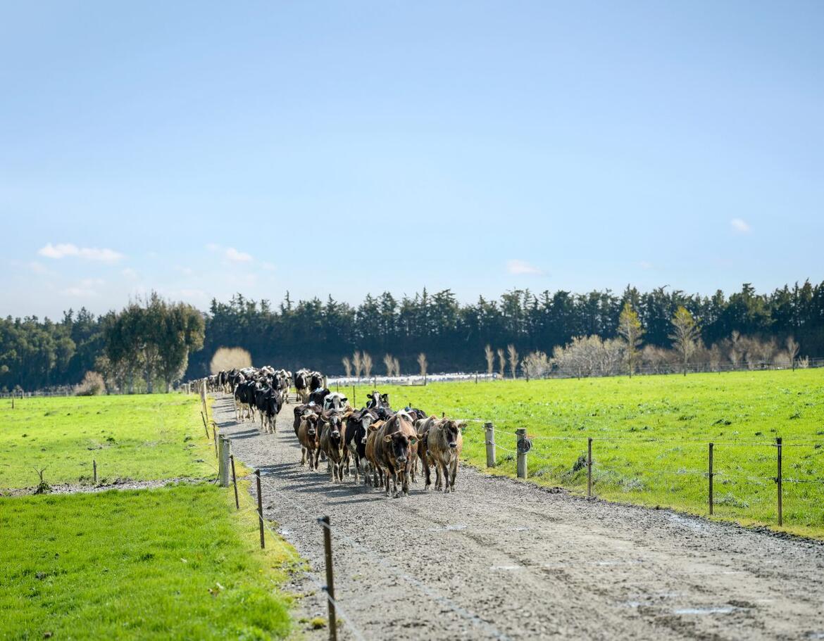Milchvieh in Neuseeland laufen über einen Treibeweg