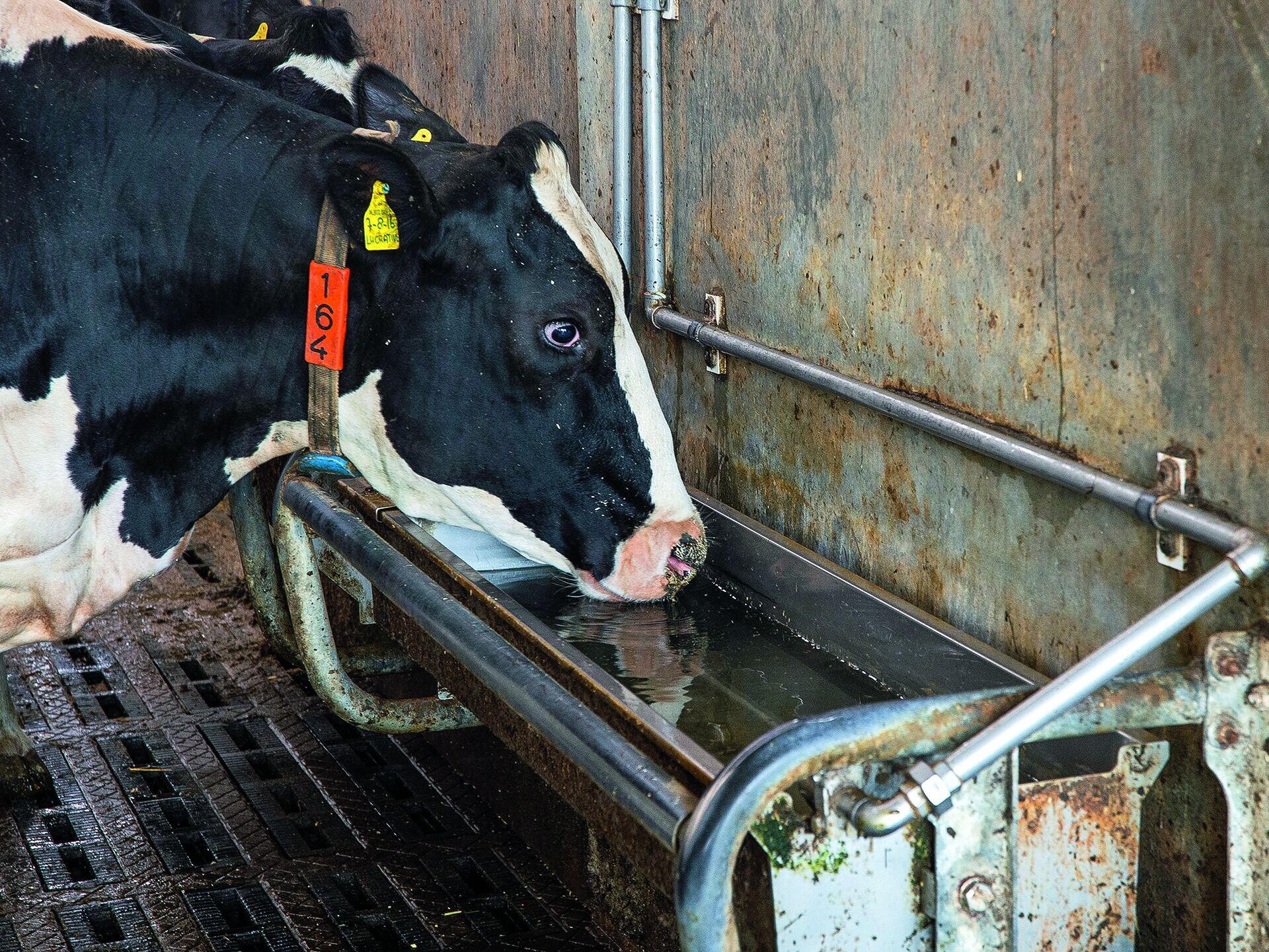 Tränkewasser. Ein unterschätztes Futtermittel