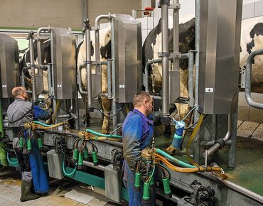 Zwei Personen im Melkstand melken Kühe