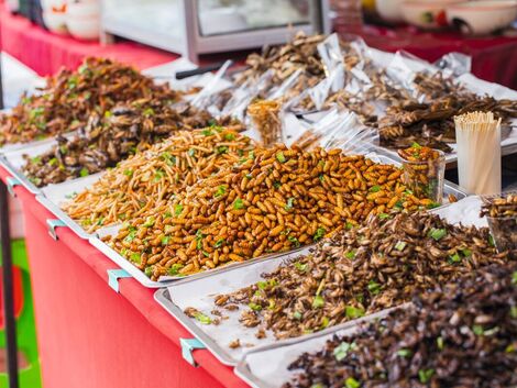 Insekten. Das große Krabbeln hat begonnen