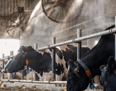 Kühe im Stall werden gekühlt mit Lüftern und Sprühern