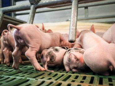 Saugferkel von hinten mit Ringelschwanz