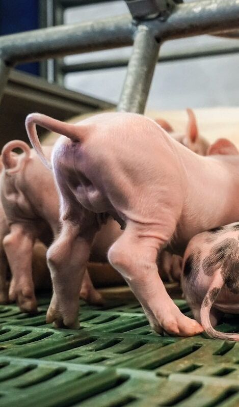 Saugferkel von hinten mit Ringelschwanz