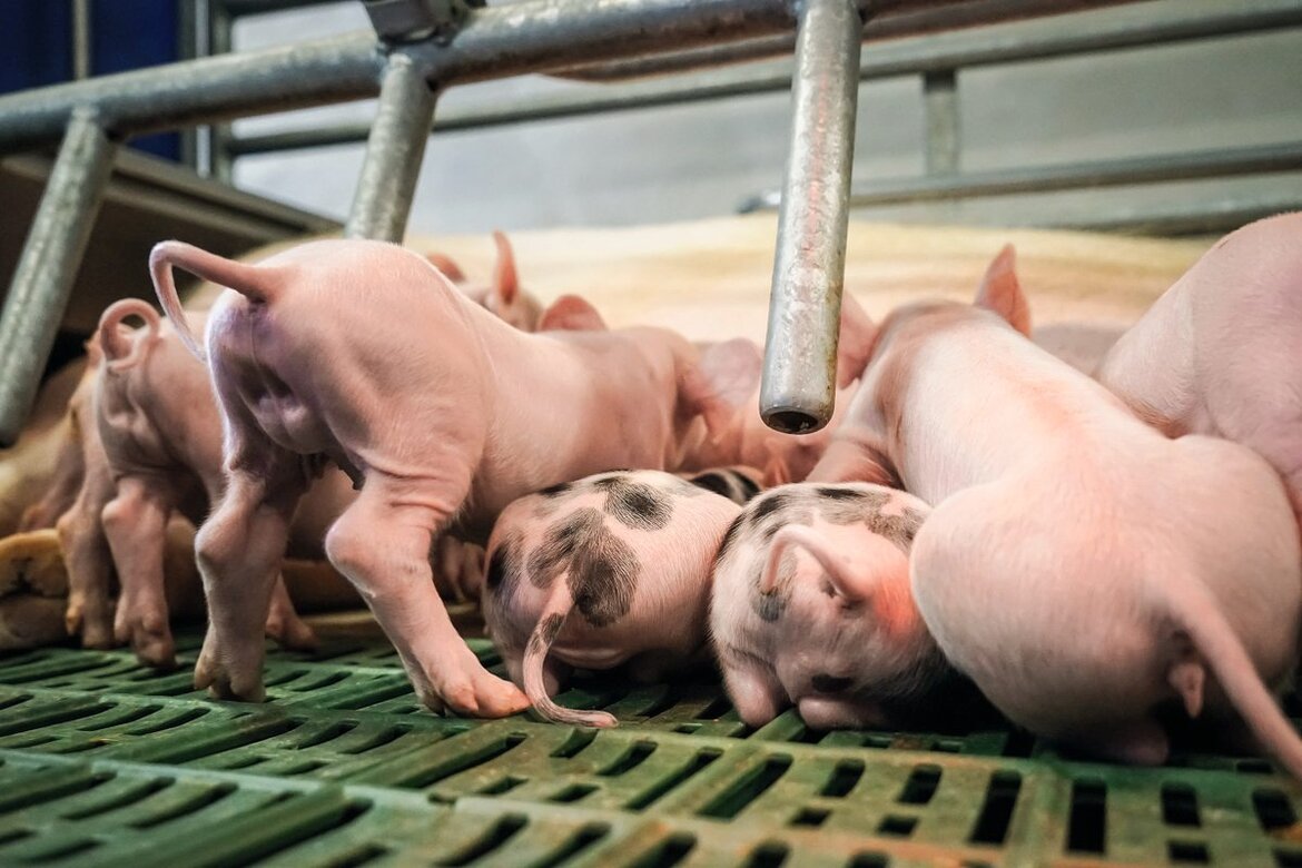 Saugferkel von hinten mit Ringelschwanz